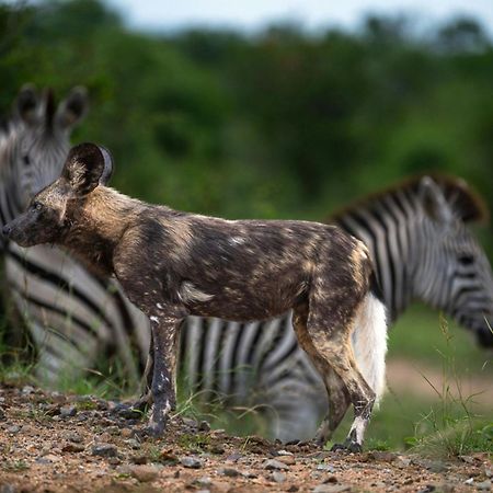 Leopard Sands Kruger Park 史库库莎 外观 照片