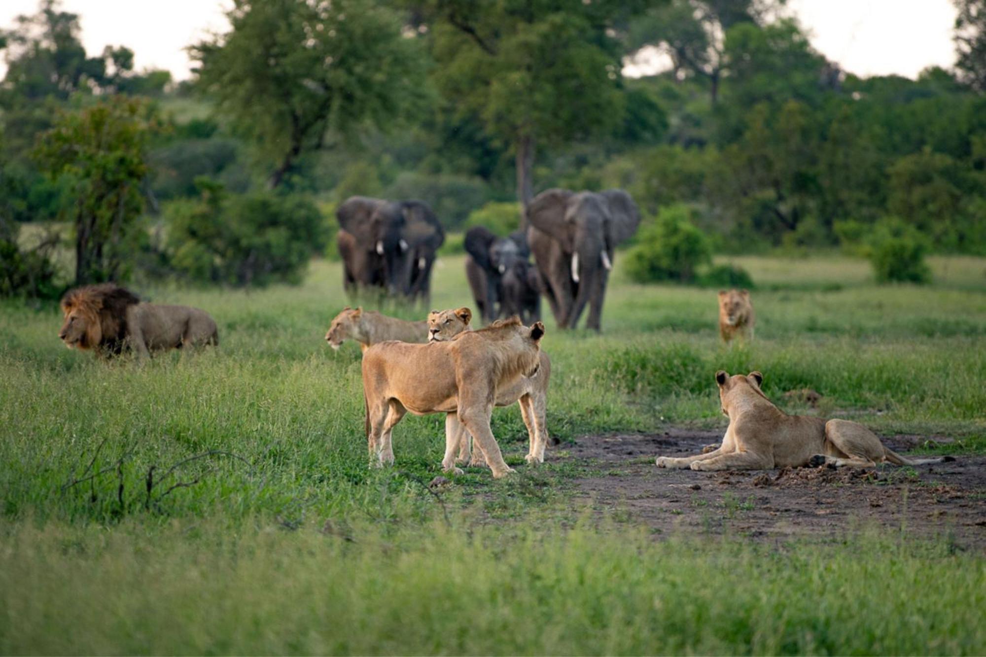 Leopard Sands Kruger Park 史库库莎 外观 照片
