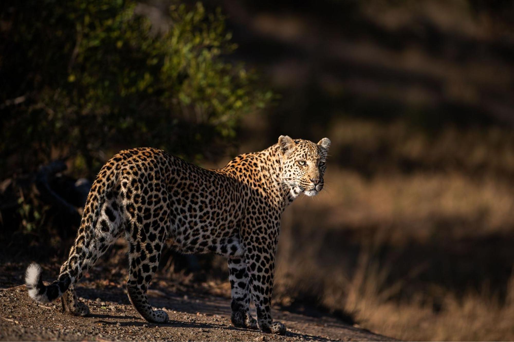 Leopard Sands Kruger Park 史库库莎 外观 照片