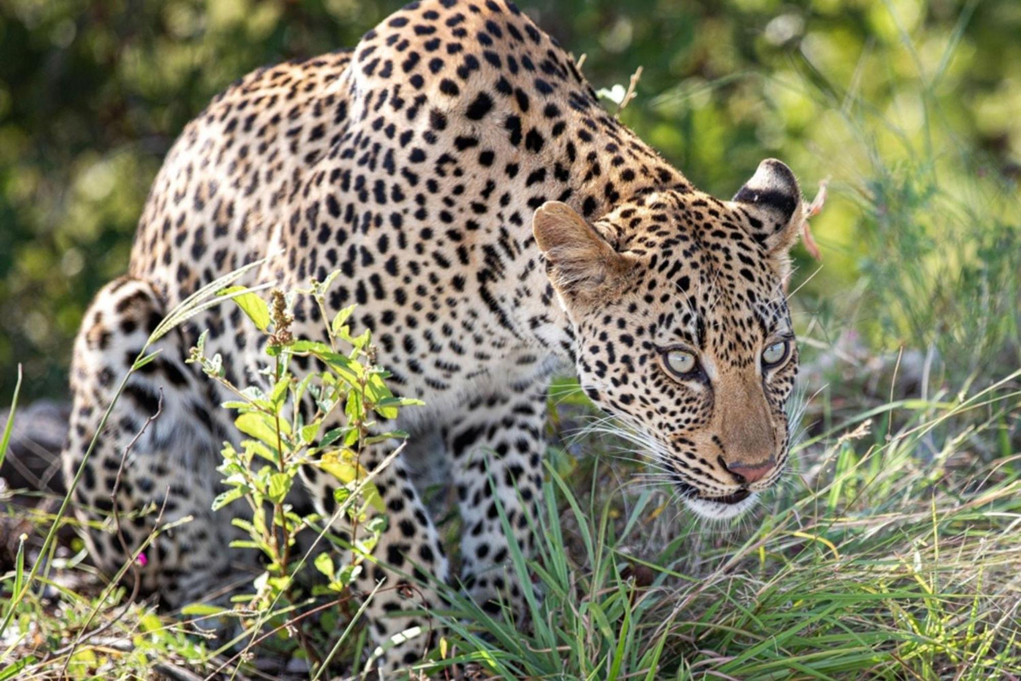 Leopard Sands Kruger Park 史库库莎 外观 照片