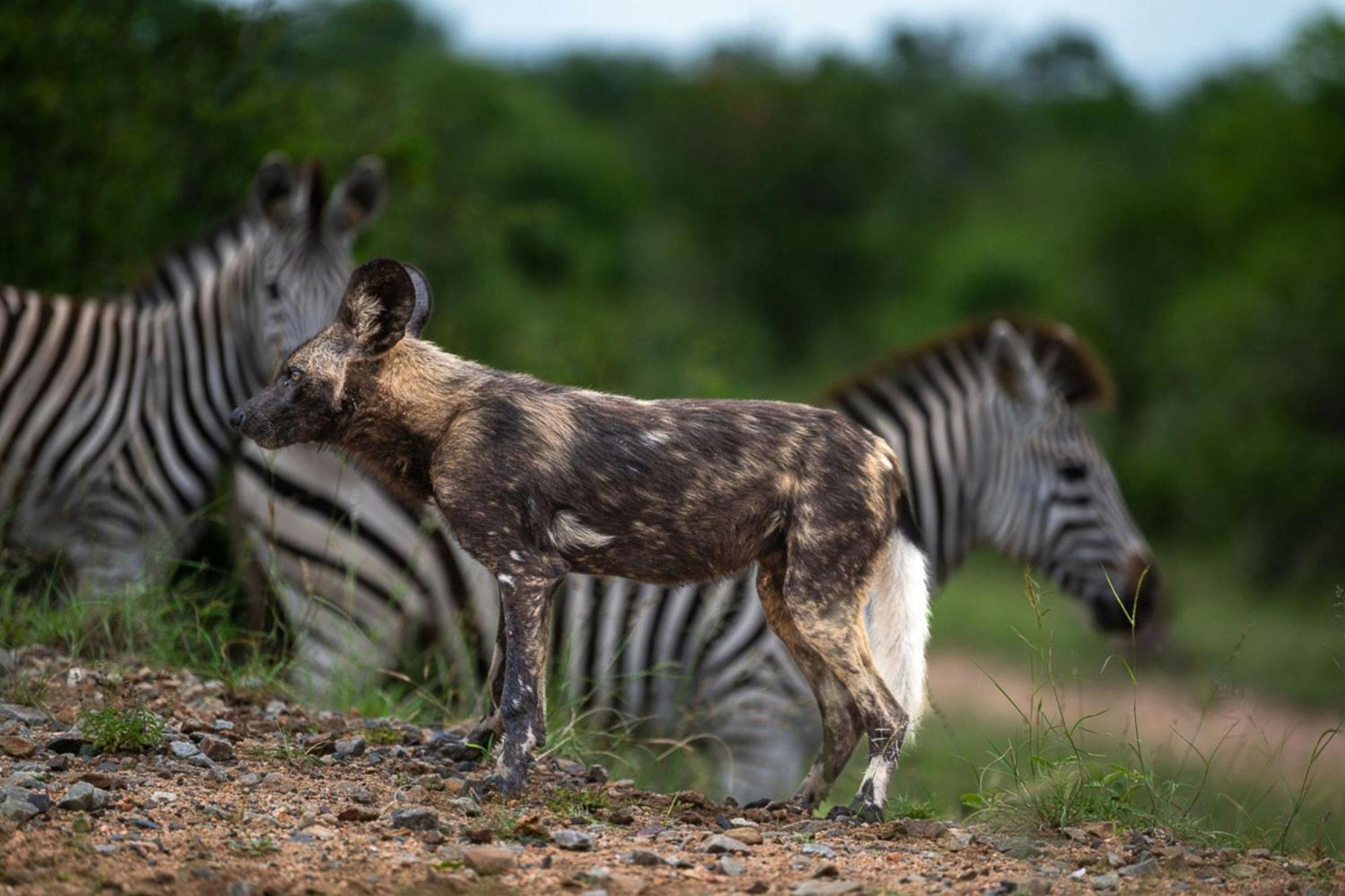 Leopard Sands Kruger Park 史库库莎 外观 照片